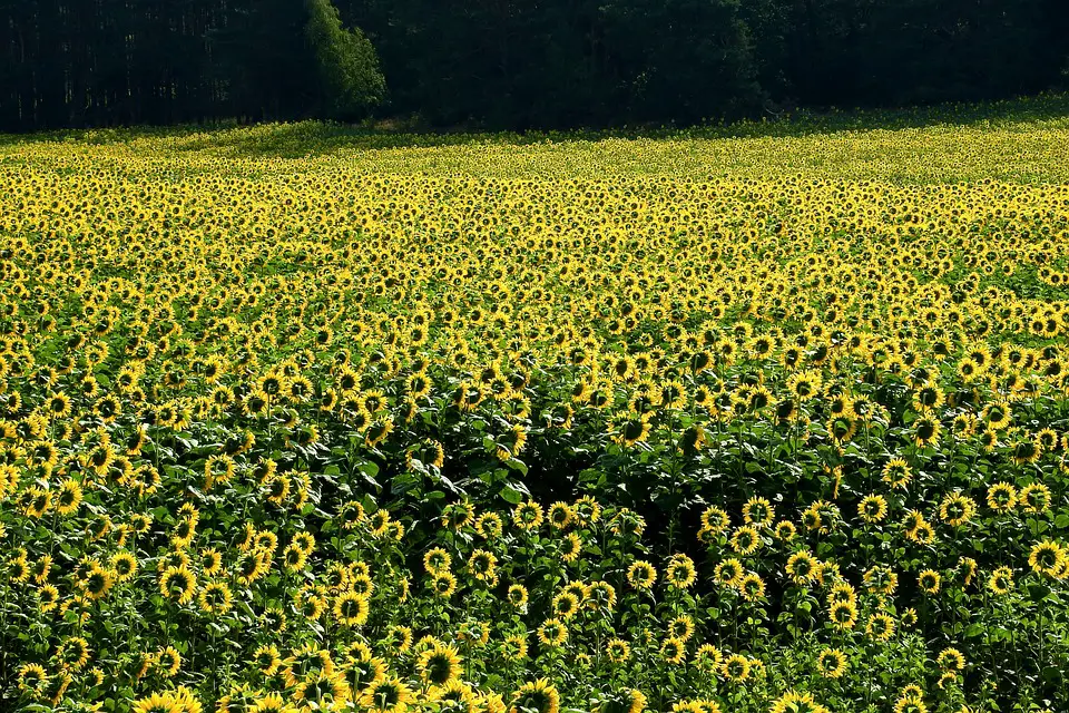 sunflowers 4388346 960 720